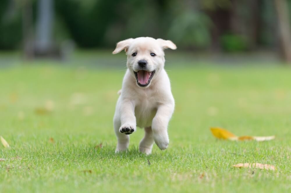 A cute puppy plays fetch in the backyard with his owner. Games like fetch, hide-and-seek, tugging, and chasing are great ways to play with your pup.