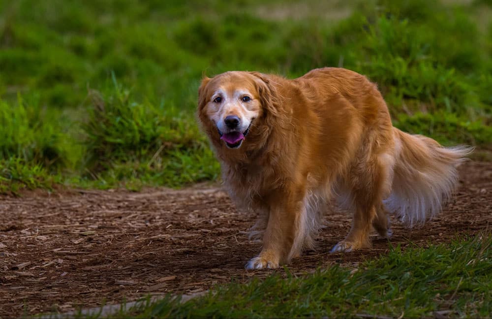 A beautiful older dog goes for a leisurely walk in his back yard. There are signs to look out for in your canine if they are doing too much exercise. Read more tips here.