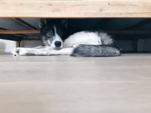 A dog hides under a bed during a firework show. The sudden noise and bright lights from fireworks can cause dogs to run to a safe hiding spot. Read more here.