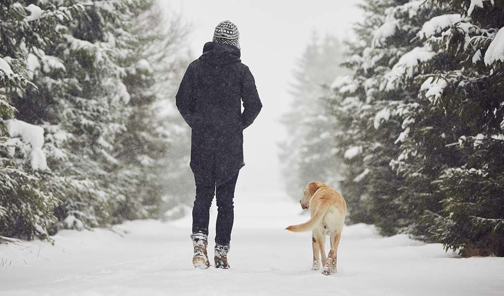A dog and their pack leader go for a walk in the winter snow