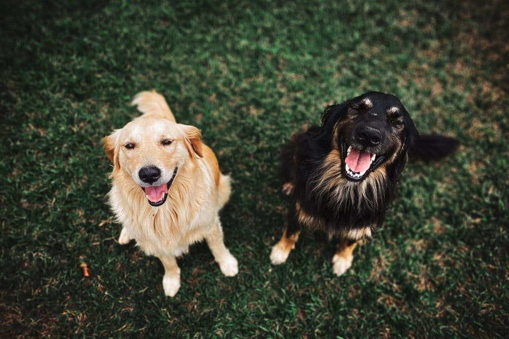two dogs | canine energy