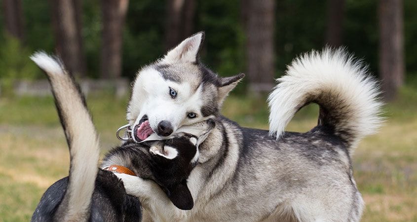 Two dogs work out their aggression on each other.