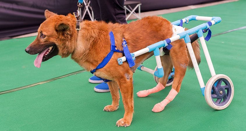 A dog continues to thrive even through injury
