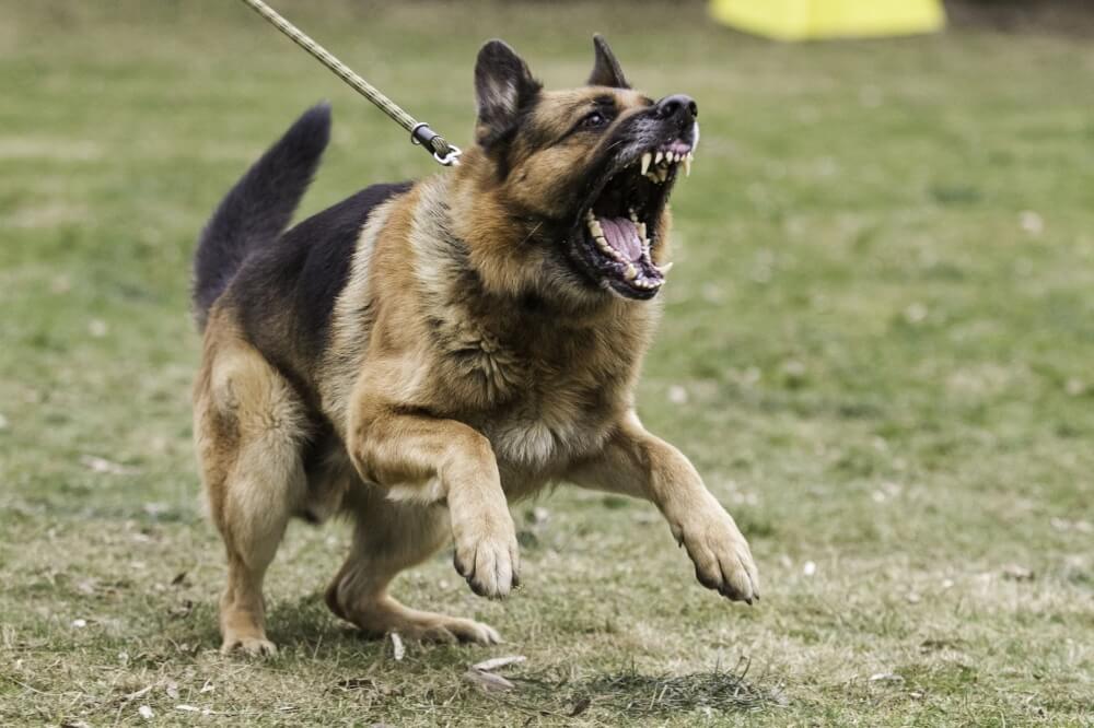 A German Shepherd on a walk with his owner barks because he senses danger ahead. The body posture also suggest he is ready to attack the threat.