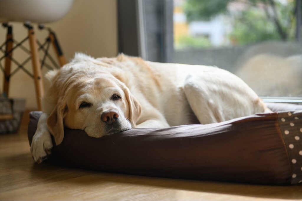 A yellow lab takes a much-needed morning nap after walking. Learn how to exercise, ensure proper nutrition, and enjoy the remaining days with your senior dog.