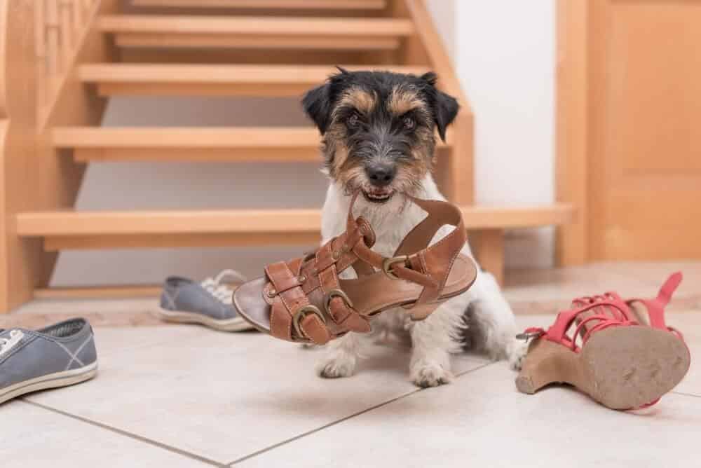 A puppy has collected his owner’s shoes while she is away at work. Separation anxiety is causing the dog to chew on items that are forbidden.