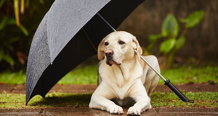 dog sits under unbrella during rainstorm