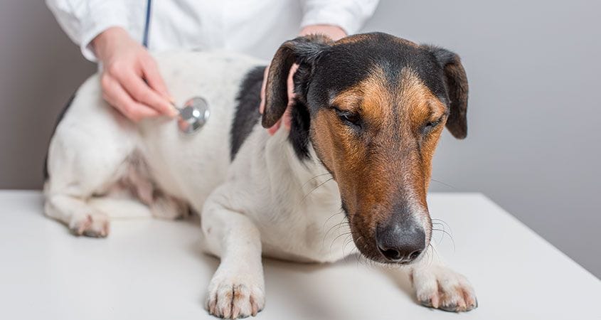 A dog gets checked for heart worms by his vet