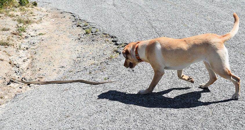 a dog comes face to face with a snake
