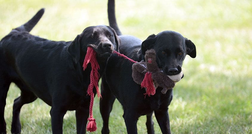 Two dogs play with toys outside