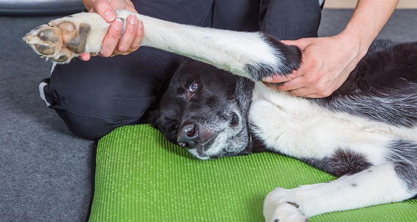 A dog receive a massage to relax tense muscles and sore joints