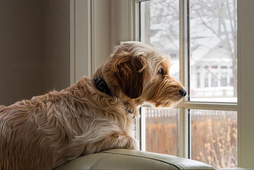 A dog looks out the window and waits at home for his owner to return from work. Learn how to help your dog adjust well to a new work schedule.