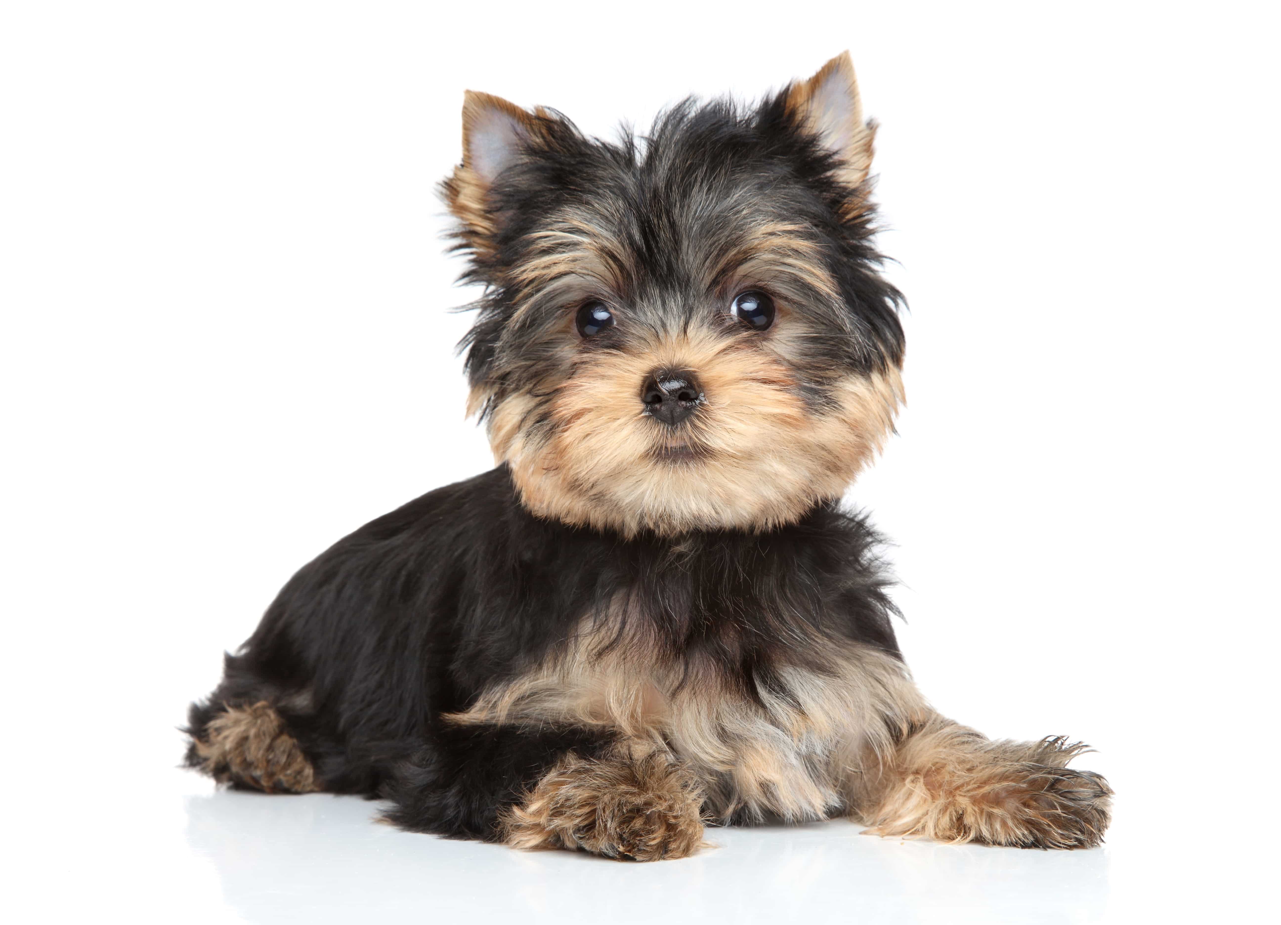 Yorkshire terrier puppy lying on white background