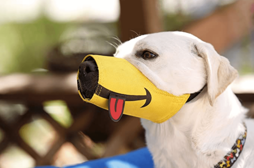 Example of The Funny Muzzle By Cesar Millan Yellow Muzzle