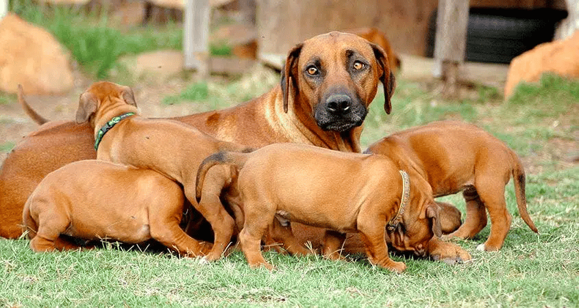 Four puppies surround their mother in a grass yard.