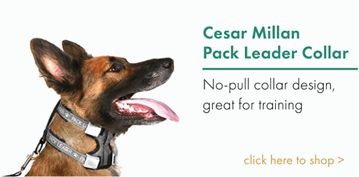 Pack Leader Collar Cesar Millan