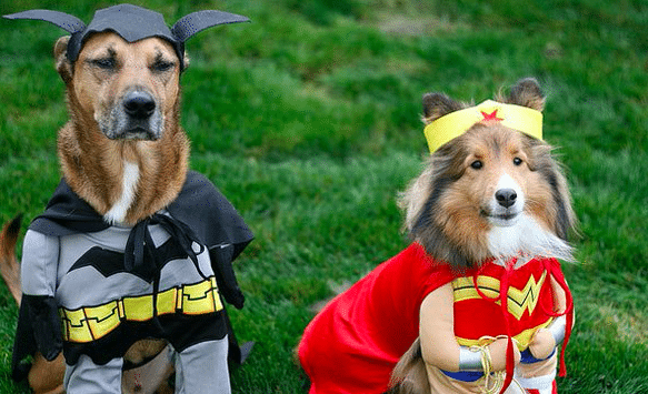 Two dogs are dressed for a fun night.