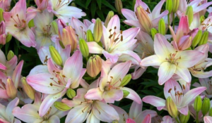 Lillies are one of the most toxic houseplants for dogs.